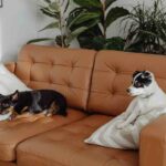 Buy 2 Seater Sofas in Australia – The Perfect Choice for Modern Homes