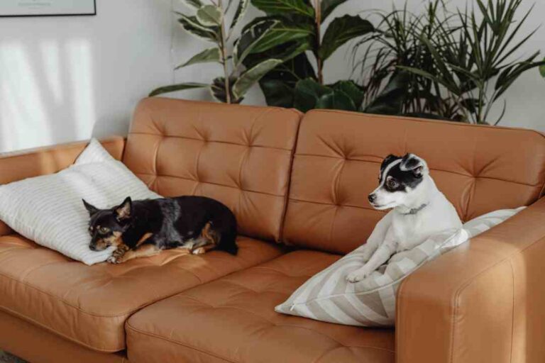 Buy 2 Seater Sofas in Australia – The Perfect Choice for Modern Homes