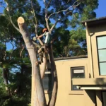 How Often Should You Trim Trees on Your Property?