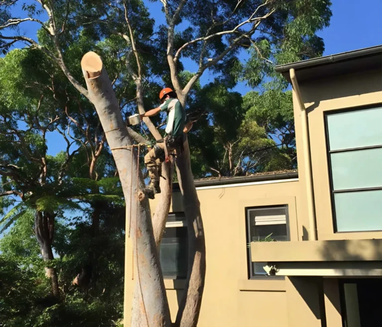 How Often Should You Trim Trees on Your Property?