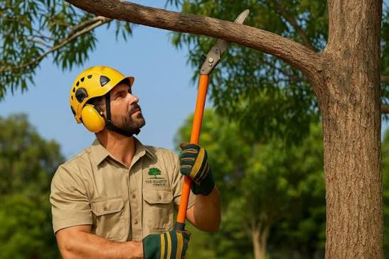 How Often Should You Trim Trees on Your Property?