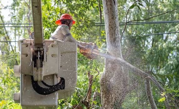 How Often Should You Trim Trees on Your Property?